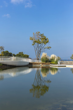 冬季水杉树与现代建筑