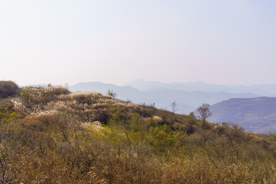 山上芦荻花