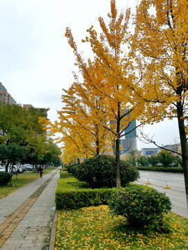 秋天道路行道树银杏树