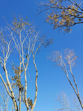 深秋蓝天下的树木