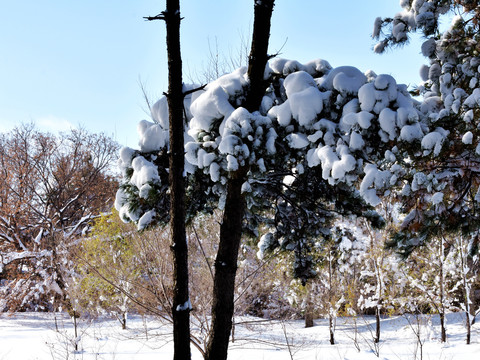 公园雪景