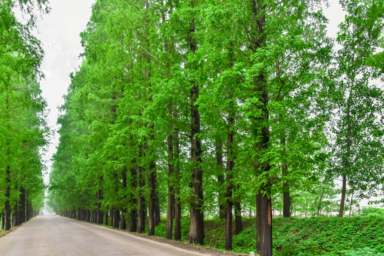 林荫大道