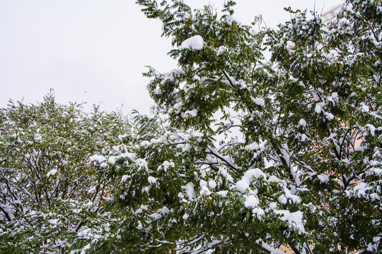 树顶部的树枝树叶与雪挂