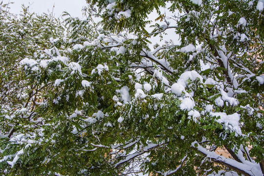 树尖的树枝树叶与雪挂