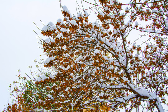 树尖的树枝雪挂与黄树叶