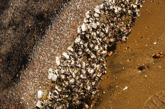 海岸岩石海蛎壳