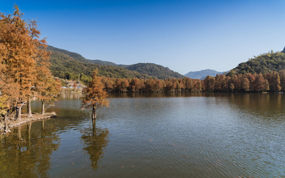 绍兴石井水库秋日水杉林