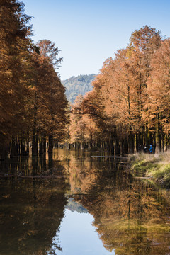 绍兴石井水库秋日水杉林