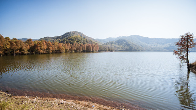 绍兴石井水库秋日水杉林