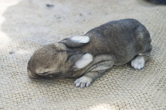幼兔兔子