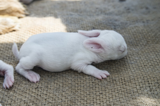 幼兔兔子