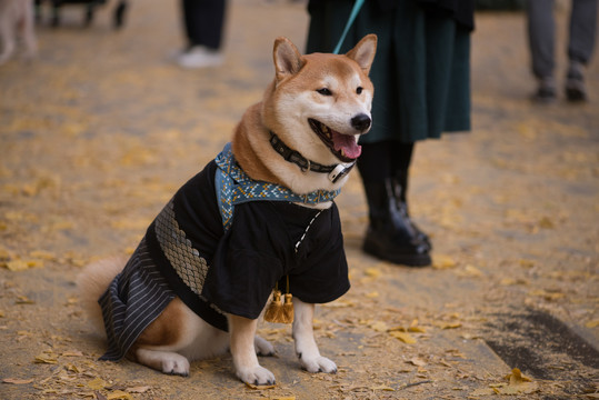 日本柴犬