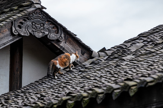 屋顶花猫