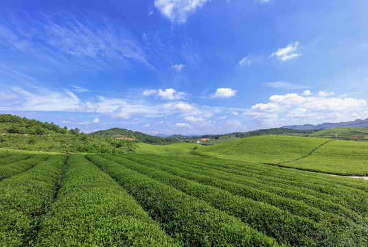 梵净山高山茶园