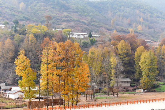 秋色红树林白杨树村庄