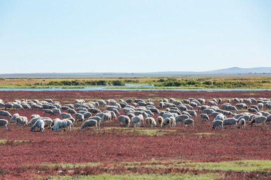 秋季红草滩湿地羊群