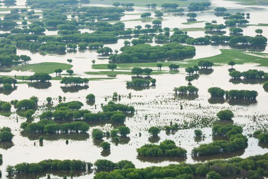 水中树林根河湿地