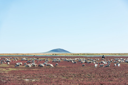 秋季草原红草滩羊群骑马放牧