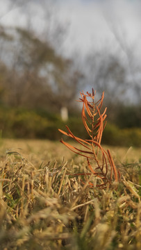 冬季黄昏枯叶植物壁纸背景