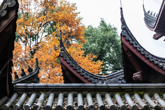 杭州永福寺秋色