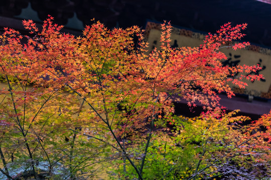 杭州永福寺秋色