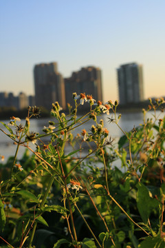 江景