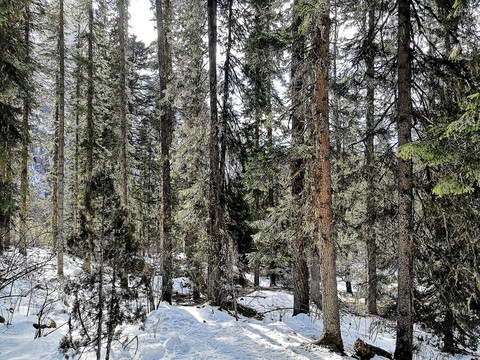 雪地森林