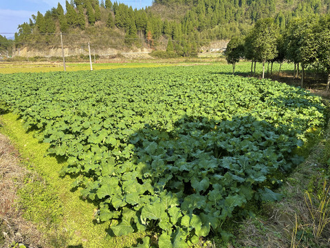 油菜