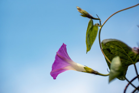 牵牛花