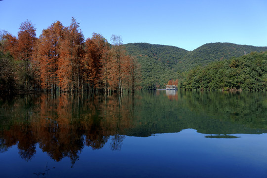 湖中水杉