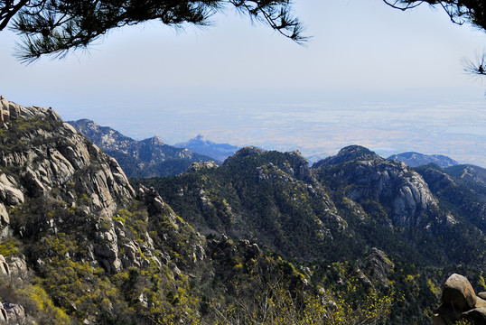 大山大树