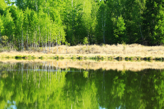 清澈湖泊绿树林风景