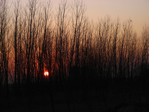 冬季树林夕阳余辉