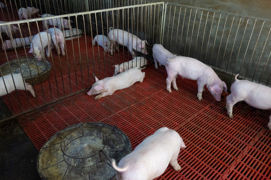 重庆市巫山县农村生猪繁殖场