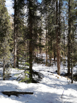 雪山森林