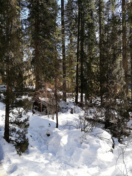 雪山森林