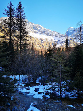 雪山丛林