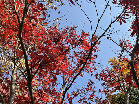 秋天的红枫