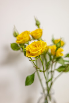 唯美黃色月季花