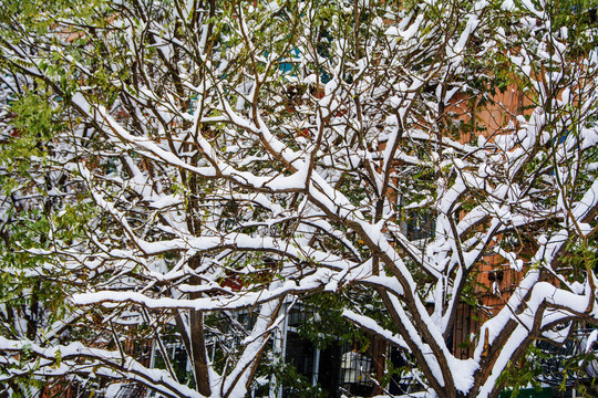 两棵树支树干交错雪挂与绿树叶