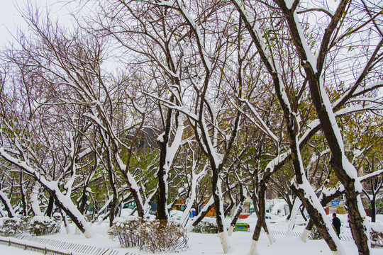 路边树林雪挂与树丛雪挂