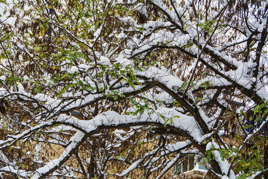 树的多支树干树枝雪挂与绿树叶