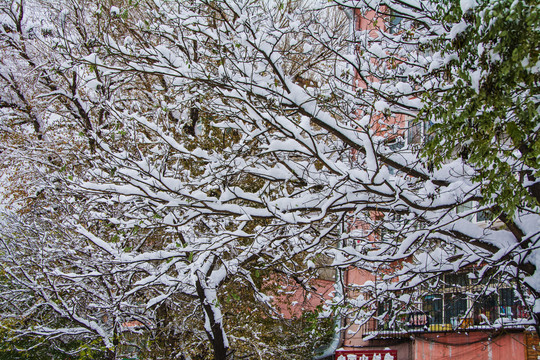 树的支树干与树枝雪挂绿叶