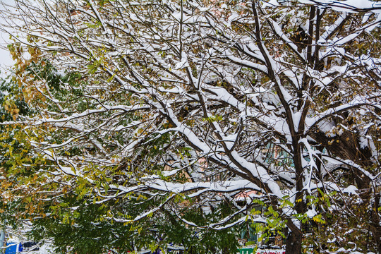 树的支树干与树枝雪挂与绿树叶