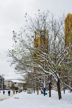 一排树的树枝干雪挂与建筑雪地