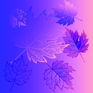 楓葉