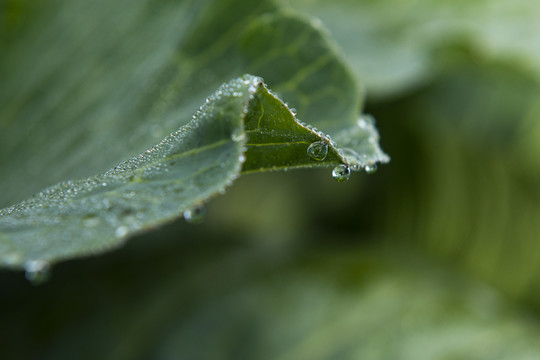 管理菜园子供应菜篮子