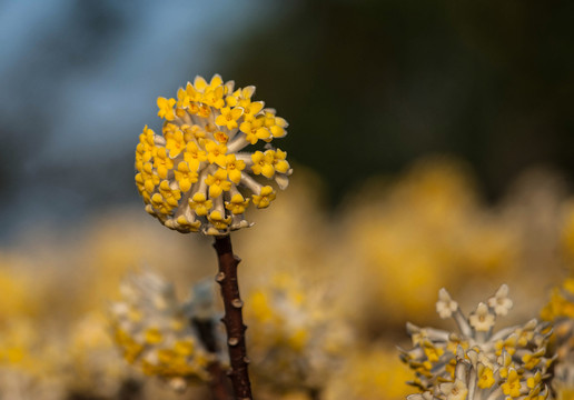 木香花