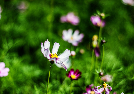 格桑花