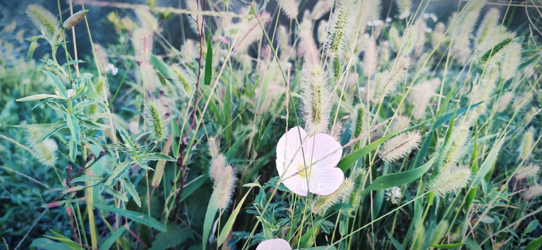 野草和小花